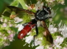 000_Raupenfliege_Cylindromyia bicolor