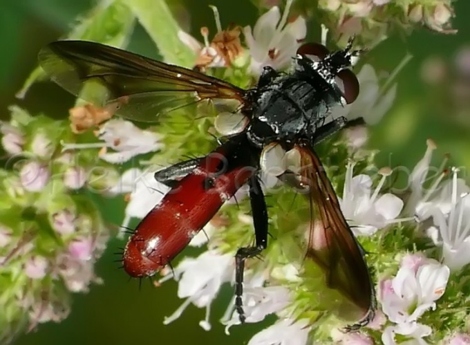 000_Raupenfliege_Cylindromyia bicolor