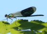 023_Blauflügel-Prachtlibelle_Calopteryx virgo