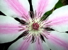 07_Clematis_Nelly Moser