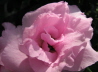109_Japanische Stammazalee_Rhododendron japanicum