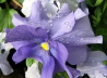 118_Garten-Stiefmütterchen_Viola × wittrockiana