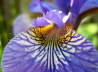 121_sibirische Schwertlilie_Iris sibirica