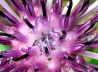126_Berg-Flockenblume_Centaurea montana
