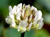 14_Weiß-Klee_Trifolium repens