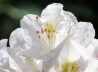 18_Rhododendron