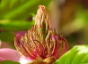 20_Purpurmagnolie_Magnolia liliiflora 'Susan'