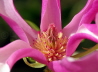 21_Purpurmagnolie_Magnolia liliiflora 'Susan'