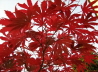 23_Japanischer Schlitzahorn_Acer palmatum