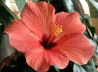 25_Hibiscus rosa sinensis_filtered