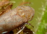 32_Gemeine Strauchzirpe_Fieberiella septentronalis