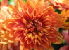 33_Chrysanthemum Indicum