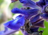 39_Blütensalbei_Salvia Mystic Spires blue