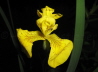 46_Wasserschwertlilie_Iris pseudacorus