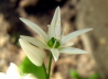 74_Bärlauch_Allium ursinum