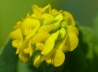 74_Gelber Acker-Klee_Trifolium campestre