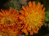 77_Orangerotes Habichtskraut_Hieracium aurantiacum