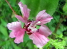 78_Mandelröschen_Clarkia unguiculata